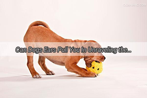 Can Dogs Ears Pull You In Unraveling the Mysterious Power of Canine Ears